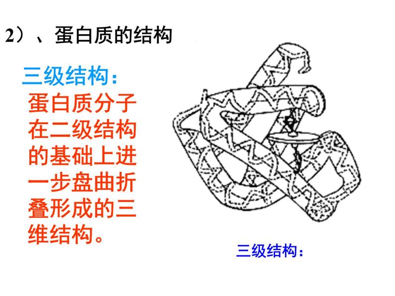 人教版化学选修5课件：4-3-3《蛋白质和核酸》（32张ppt）08