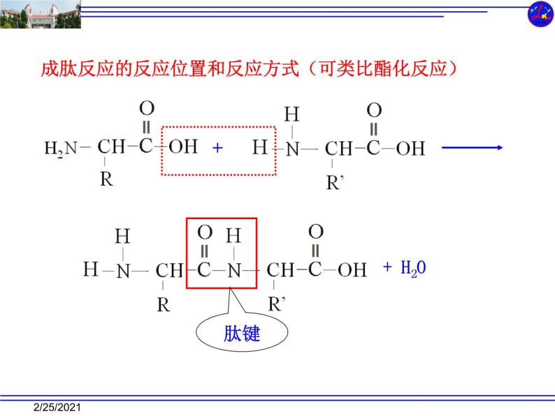 高中化学选修五第四章第三节-蛋白质和核酸(共31张PPT) (1)08
