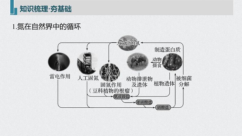 2022高考化学一轮复习 第四章 第24讲　氮及其化合物的转化课件05