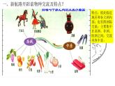 第2课 新航路开辟后的食物物种交流【PPT课件】