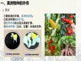 新航路开辟后的食物物种交流PPT课件免费下载