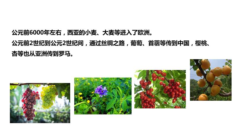 第2课 新航路开辟后的食物物种交流 课件+教案+练习+学案02