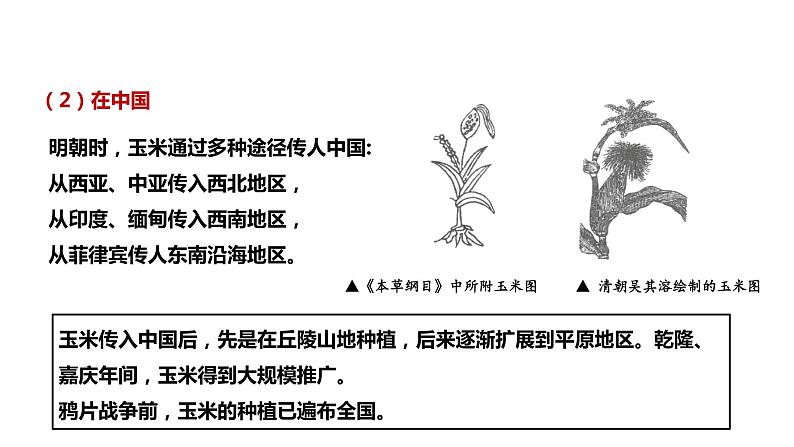 第2课 新航路开辟后的食物物种交流 课件+教案+练习+学案06