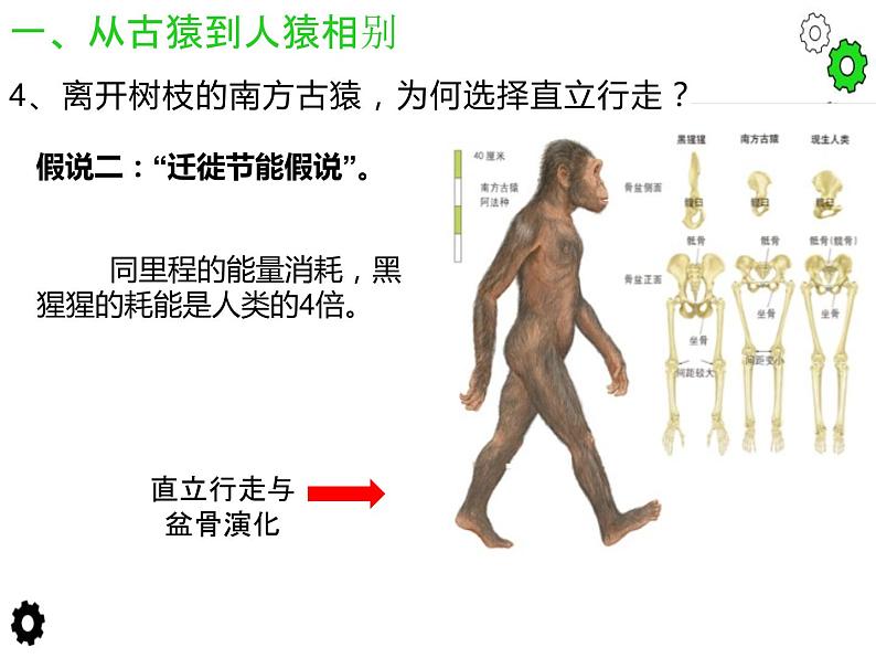 2.2 人类进化的历程 课件 新课标高中历史选修五08