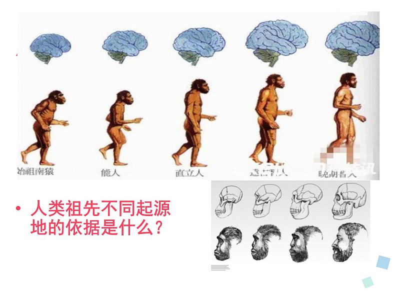 2.4 人类起源在何方 课件 新课标高中历史选修五08