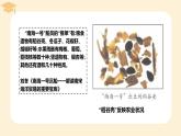 2022-2023学年高中历史统编版（2019）必修中外历史纲要上册第11课 辽宋夏金元的经济与社会 课件