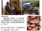 2021-2022学年高中历史统编版（2019）选择性必修二第2课 新航路开辟后的食物物种交流  课件