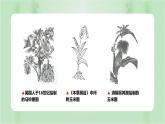 第2课 新航路开辟后的食物物种交流 课件