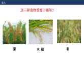 第1课 从食物采集到食物生产课件---2021-2022学年高中历史统编版（2019）选择性必修二