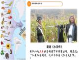 第2课 新航路开辟后的食物物种交流  课件--2022-2023学年高中历史统编版（2019）选择性必修二