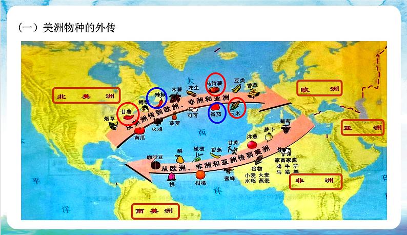 人教部编版高中历史选择性必修二  2.《新航路开辟后的食物物种交流》课件08