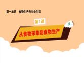第1课 《从食物采集到食物生产》课件+教案+习题