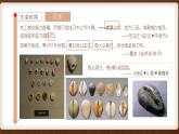 人教统编版高中历史选修1 5-15《货币的使用与世界货币体系的形成》课件