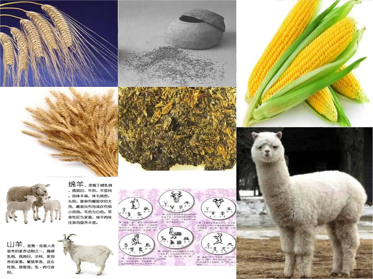 人教版 (新课标)高中历史必修2 1-1《发达的古代农业》课件第3页