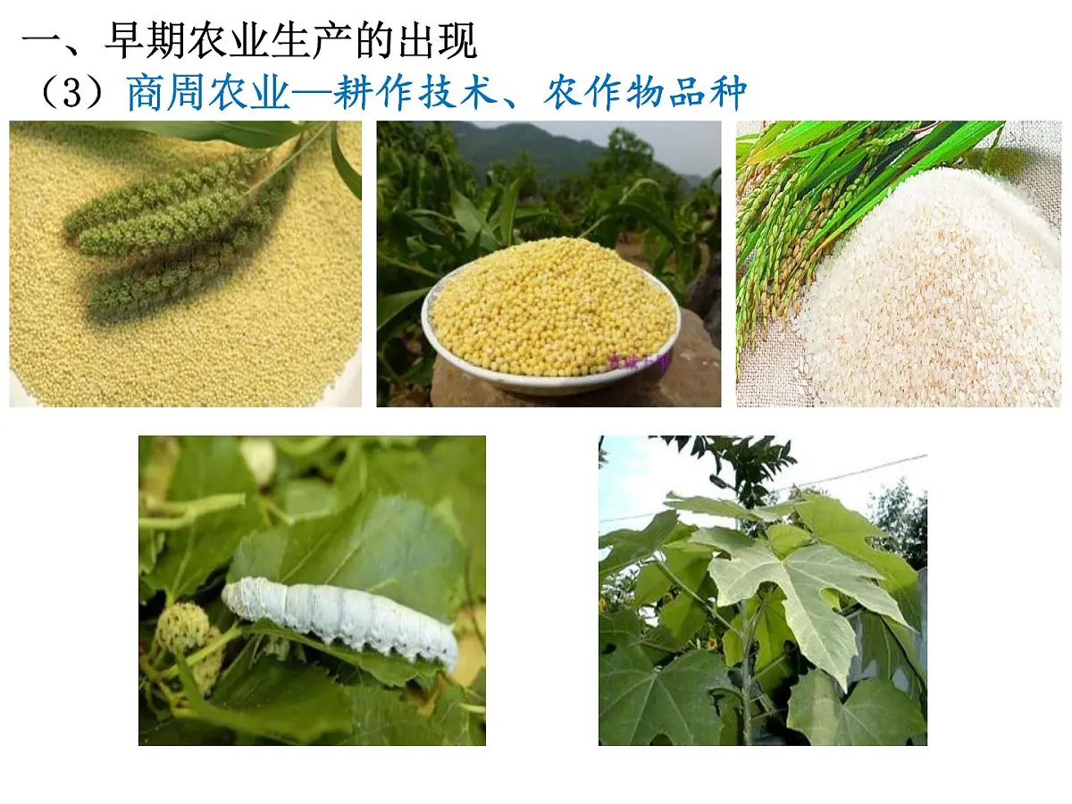 人教版 (新课标)高中历史必修2 1-1《发达的古代农业》课件第7页