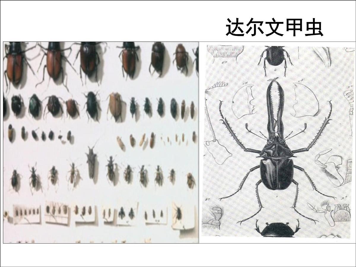 人民版高中历史必修3 7-2《追寻生命的起源》探究引导课件第6页