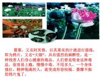 历史鸦片战争图文ppt课件