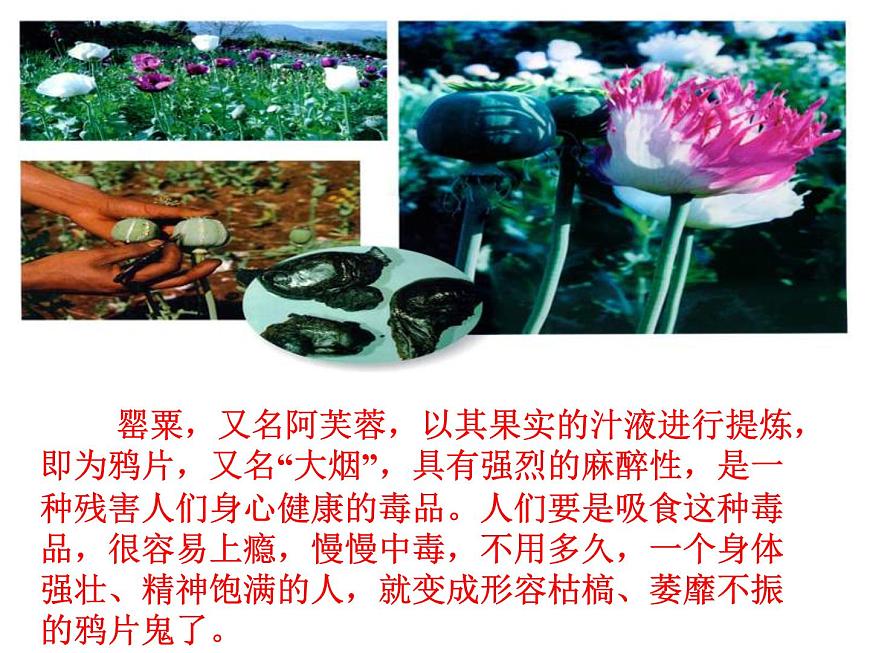 岳麓版高中历史必修1 4-12《鸦片战争》课件第1页