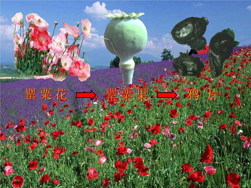 岳麓版高中历史必修1 4-12《鸦片战争》课件第3页