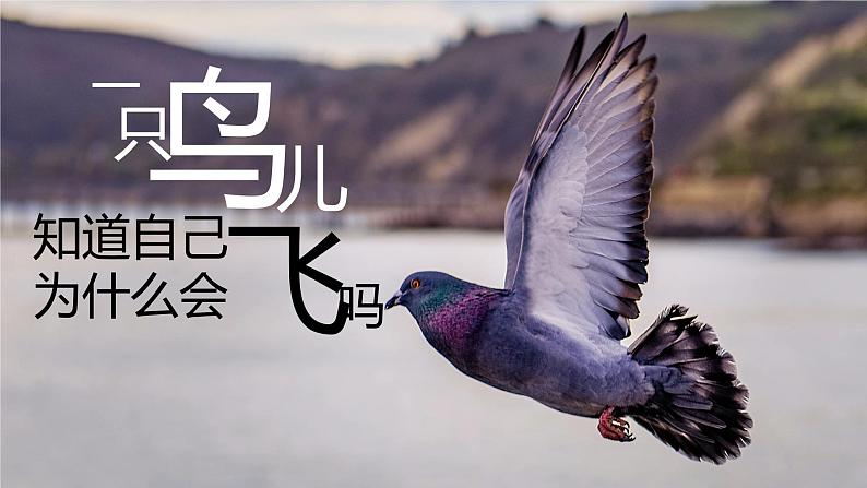 1.1 追求智慧的学问 课件02