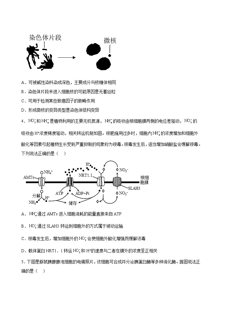 2023年高考政治第二次模拟考试卷—生物（河北A卷）（考试版）第2页