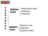 第八课 主要的国际组织 课件-2023届高考政治一轮复习统编版选择性必修一当代国际政治与经济