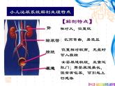 《儿科护理》第12章 第1节 小儿泌尿系统解剖生理特点  课件