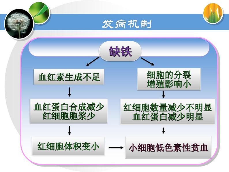 《儿科护理》第13章 第3节 营养性缺铁性贫血患儿的护理 课件08