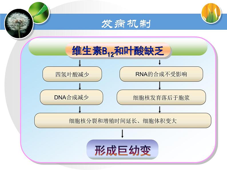 《儿科护理》第13章 第4节 营养性巨幼红细胞性贫血患儿的护理 课 课件08