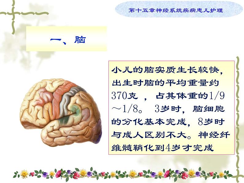 《儿科护理》第15章 第1节 神经系统解剖生理特点 课件05