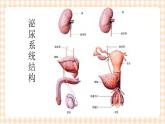 中职护理类课件 护理学基础第十二章