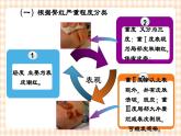 第4章 第4节 儿科常用护理技术(3.4)实践五 臀红的护理+约束法 课件