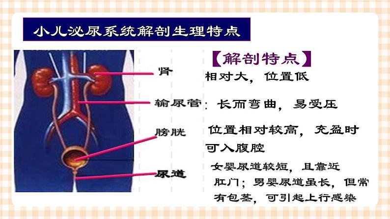 第12章 第1节 小儿泌尿系统解剖生理特点  课件+学案03