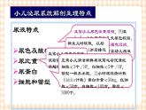 第12章 第1节 小儿泌尿系统解剖生理特点  课件+学案