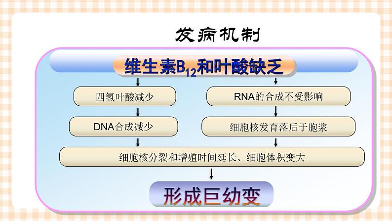 第13章 第4节 营养性巨幼红细胞性贫血患儿的护理 课件+学案06