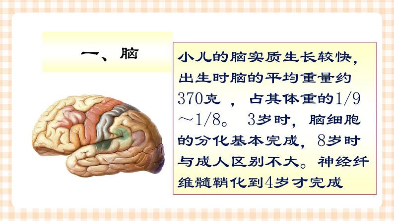 第15章 第1节 神经系统解剖生理特点 课件+学案03