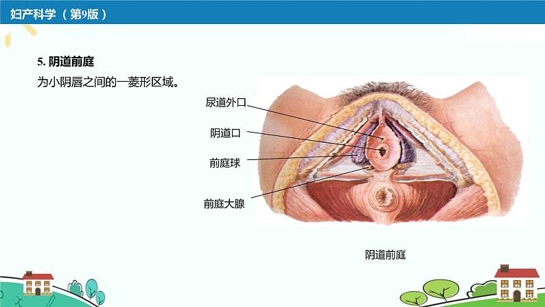 第二章女性生殖系统解剖课件PPT07