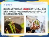 项目2 2.2 植物的组织（1）（课件）-《植物生产与环境》（高教版第4版）同步精品课堂