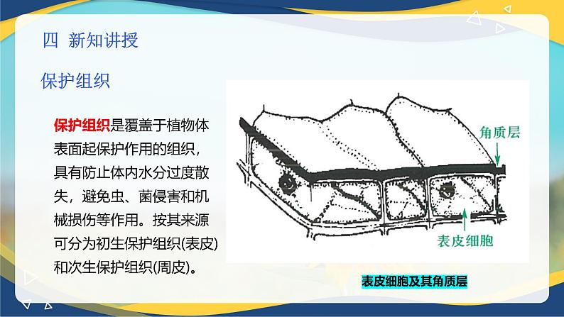项目2 2.2 植物的组织（2）（课件）-《植物生产与环境》（高教版第4版）同步精品课堂05