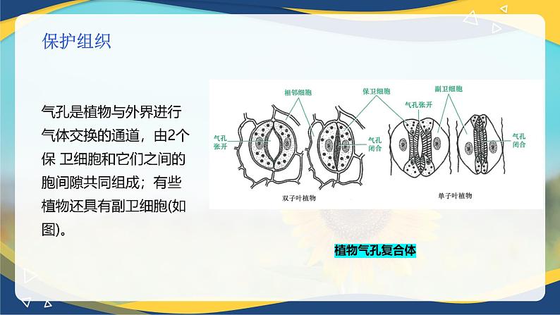 项目2 2.2 植物的组织（2）（课件）-《植物生产与环境》（高教版第4版）同步精品课堂07