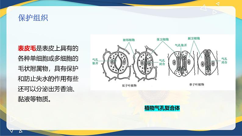 项目2 2.2 植物的组织（2）（课件）-《植物生产与环境》（高教版第4版）同步精品课堂08