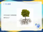 项目2 2.3 植物的营养器官（1）（课件）-《植物生产与环境》（高教版第4版）同步精品课堂