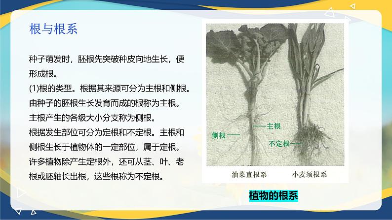 项目2 2.3 植物的营养器官（1）（课件）-《植物生产与环境》（高教版第4版）同步精品课堂06