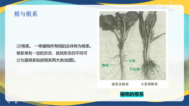 项目2 2.3 植物的营养器官（1）（课件）-《植物生产与环境》（高教版第4版）同步精品课堂07