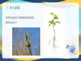 项目2 2.3 植物的营养器官（2）（课件）-《植物生产与环境》（高教版第4版）同步精品课堂