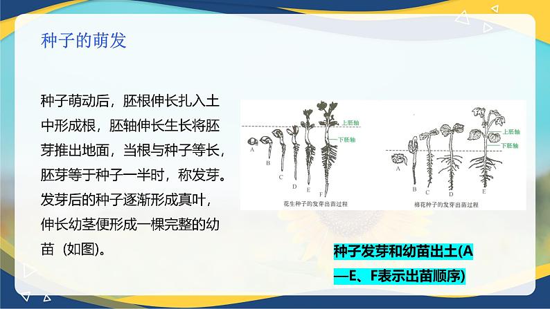 项目2 2.4 植物的生殖器官（4）（课件）-《植物生产与环境》（高教版第4版）同步精品课堂第8页