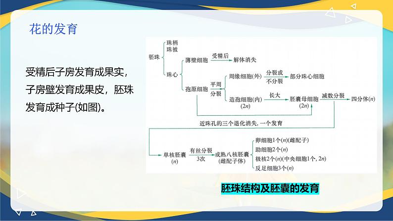 项目2 2.4 植物的生殖器官（2）（课件）-《植物生产与环境》（高教版第4版）同步精品课堂第8页