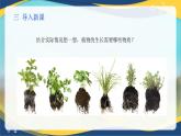项目2 2.5 植物的生长物质（1）（课件）-《植物生产与环境》（高教版第4版）同步精品课堂