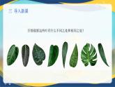 项目2 2.3 植物的营养器官（4）（课件）-《植物生产与环境》（高教版第4版）同步精品课堂