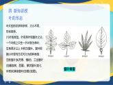 项目2 2.3 植物的营养器官（4）（课件）-《植物生产与环境》（高教版第4版）同步精品课堂